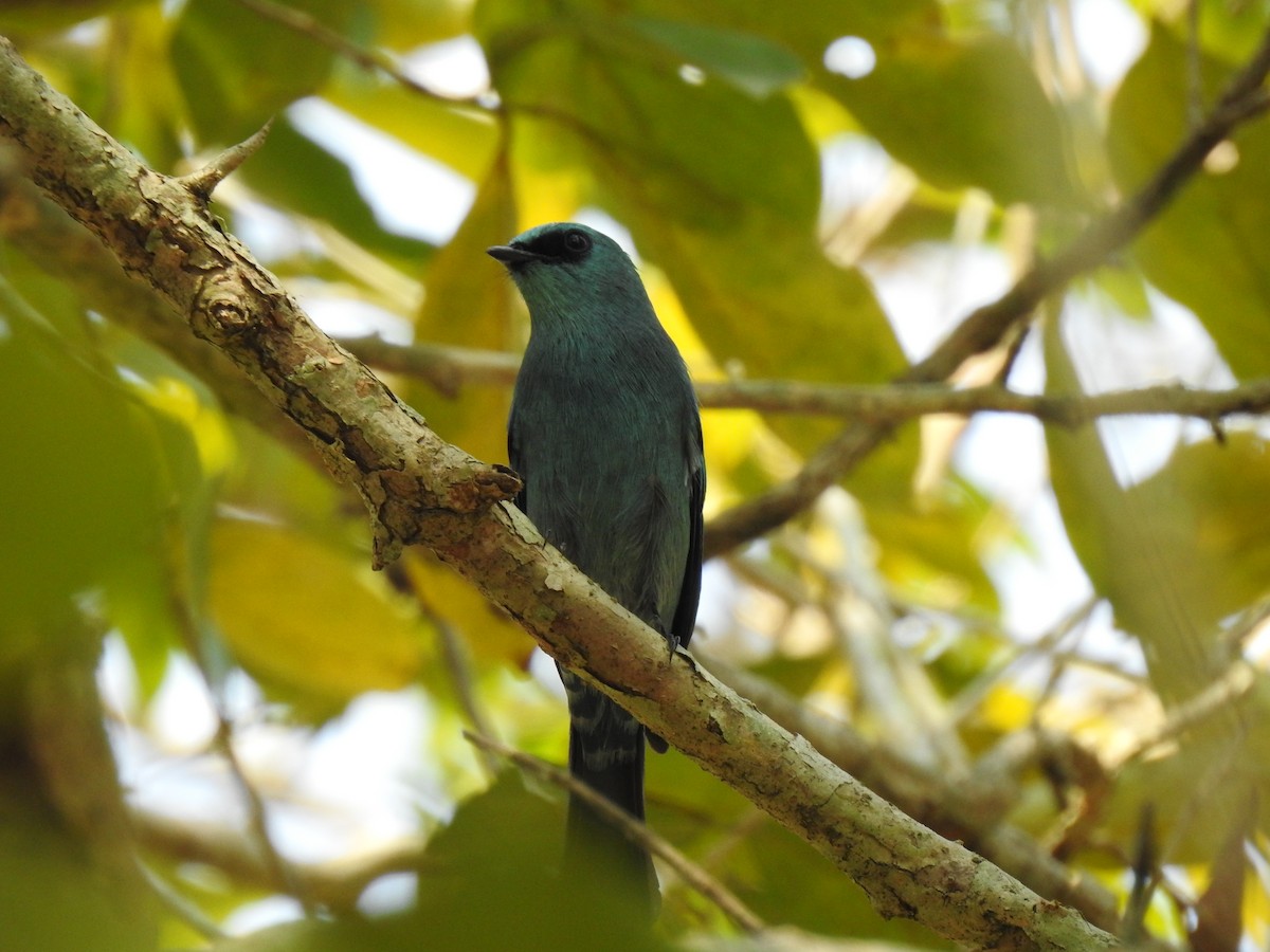 Verditer Flycatcher - ML139920321