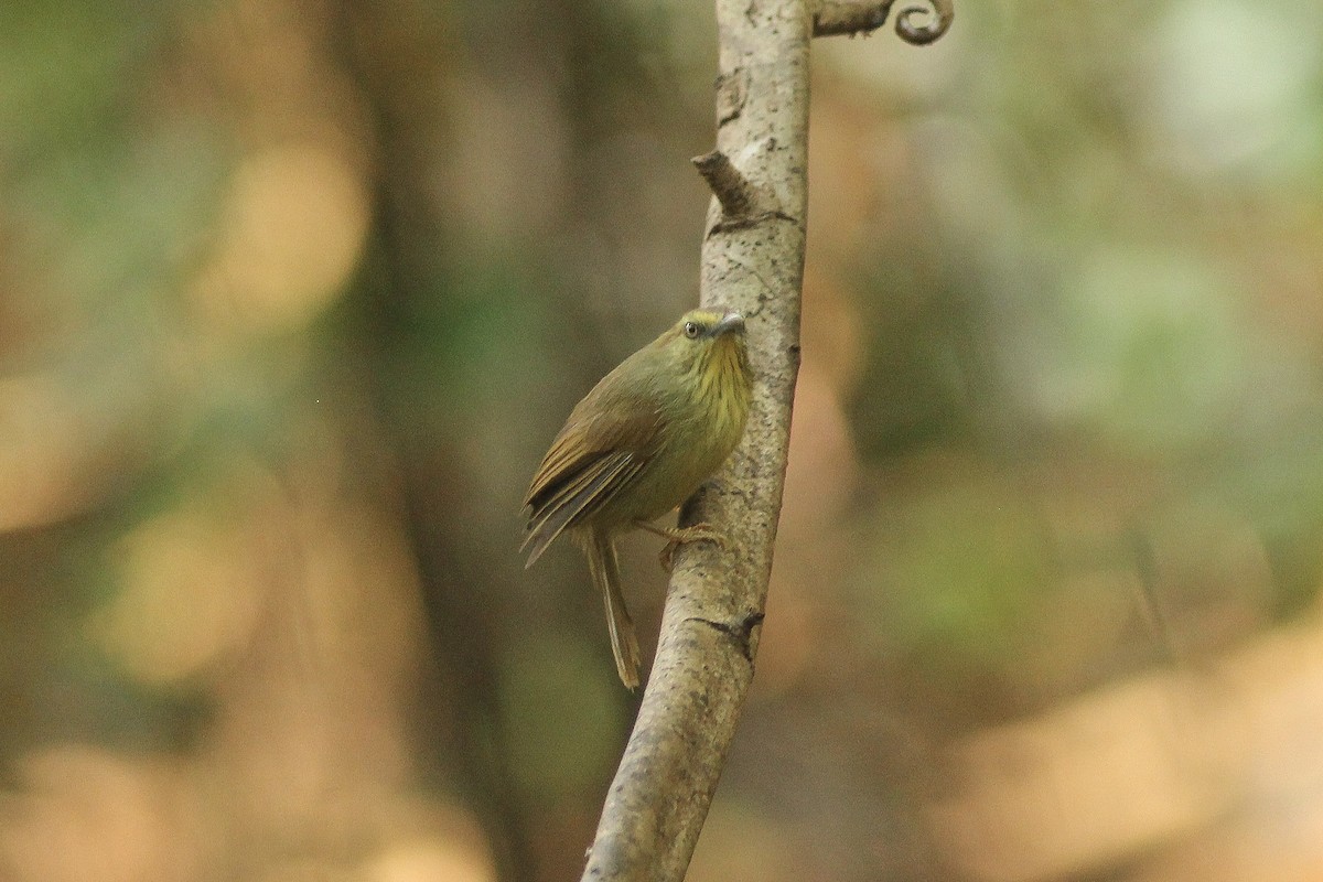 Pin-striped Tit-Babbler - Krit Adirek