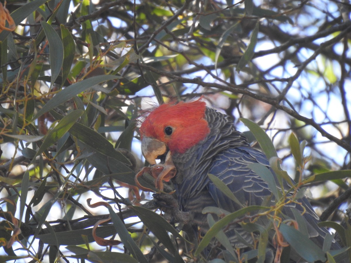 Gang-gang Cockatoo - ML139922031