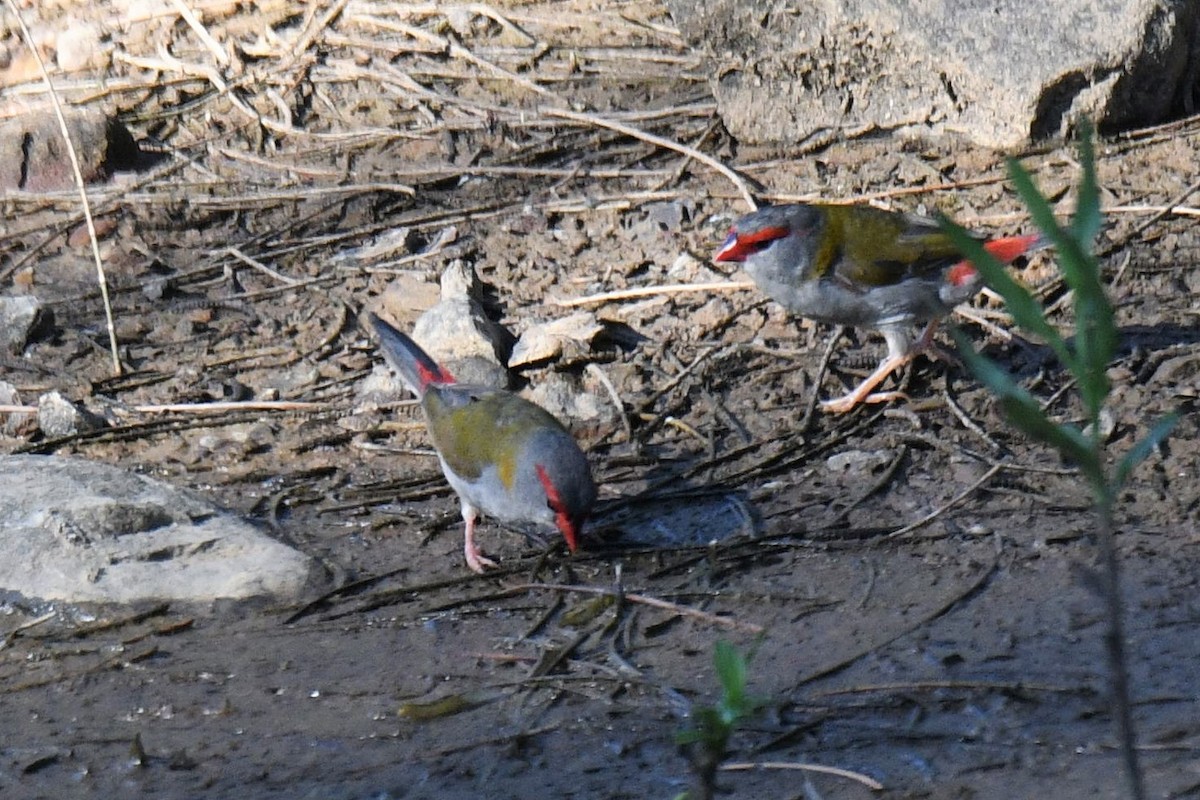 Red-browed Firetail - ML139922661