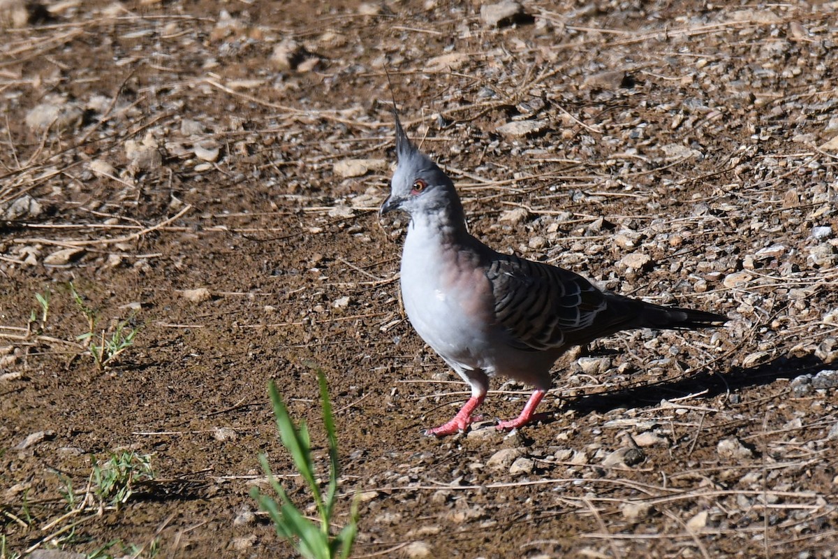Crested Pigeon - ML139923431