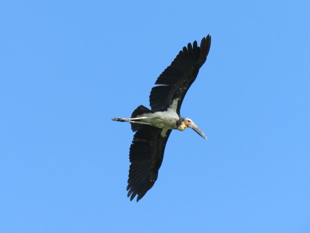 Lesser Adjutant - ML139924141