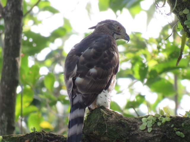 Crested Goshawk - ML139924391