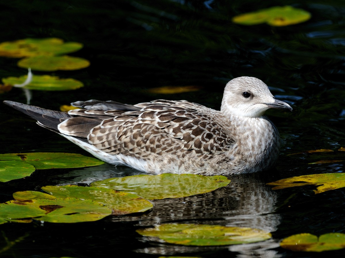 Lesser Black-backed Gull - ML139924871