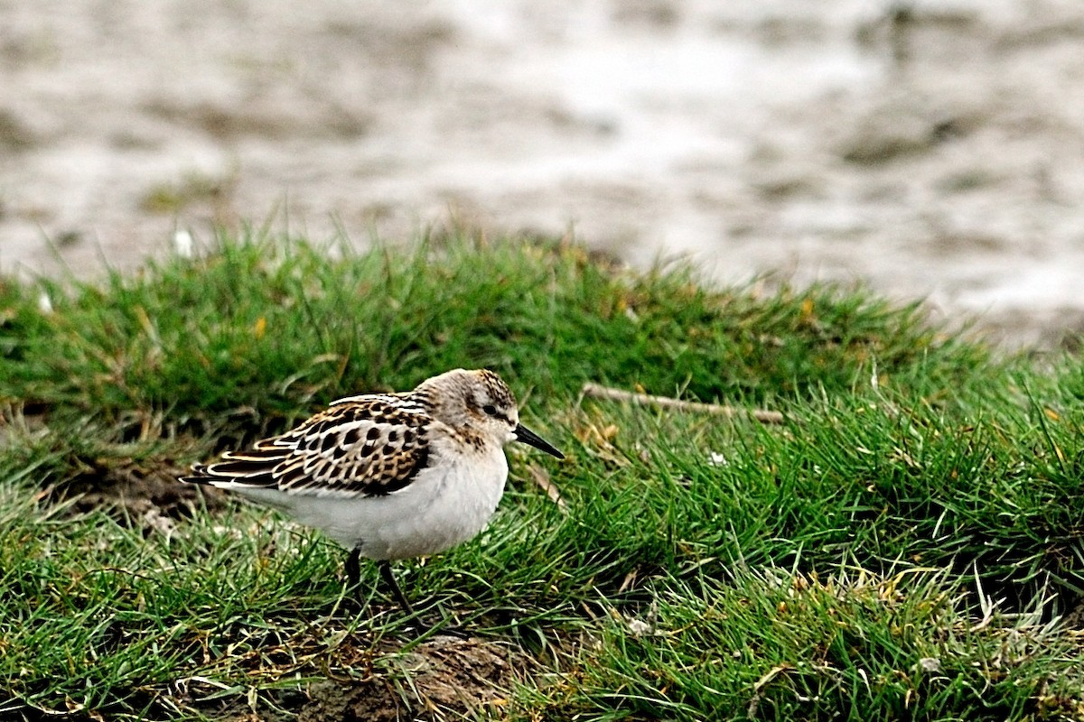 Little Stint - ML139924991