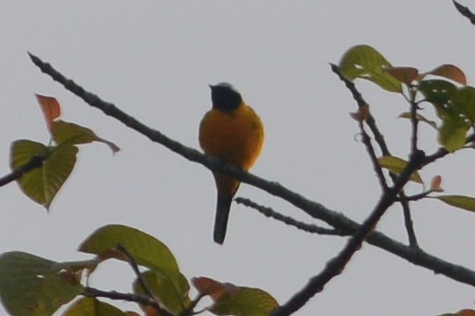 Golden Cuckooshrike - Cathy Pasterczyk