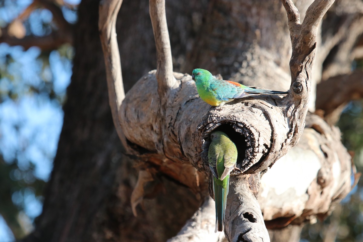 Red-rumped Parrot - Cesar Lacerda