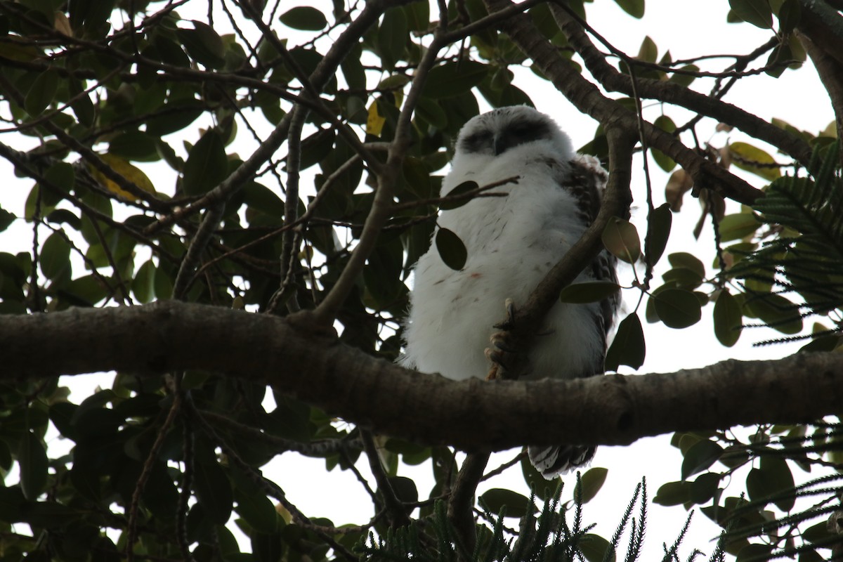 sovka statná - ML139925651