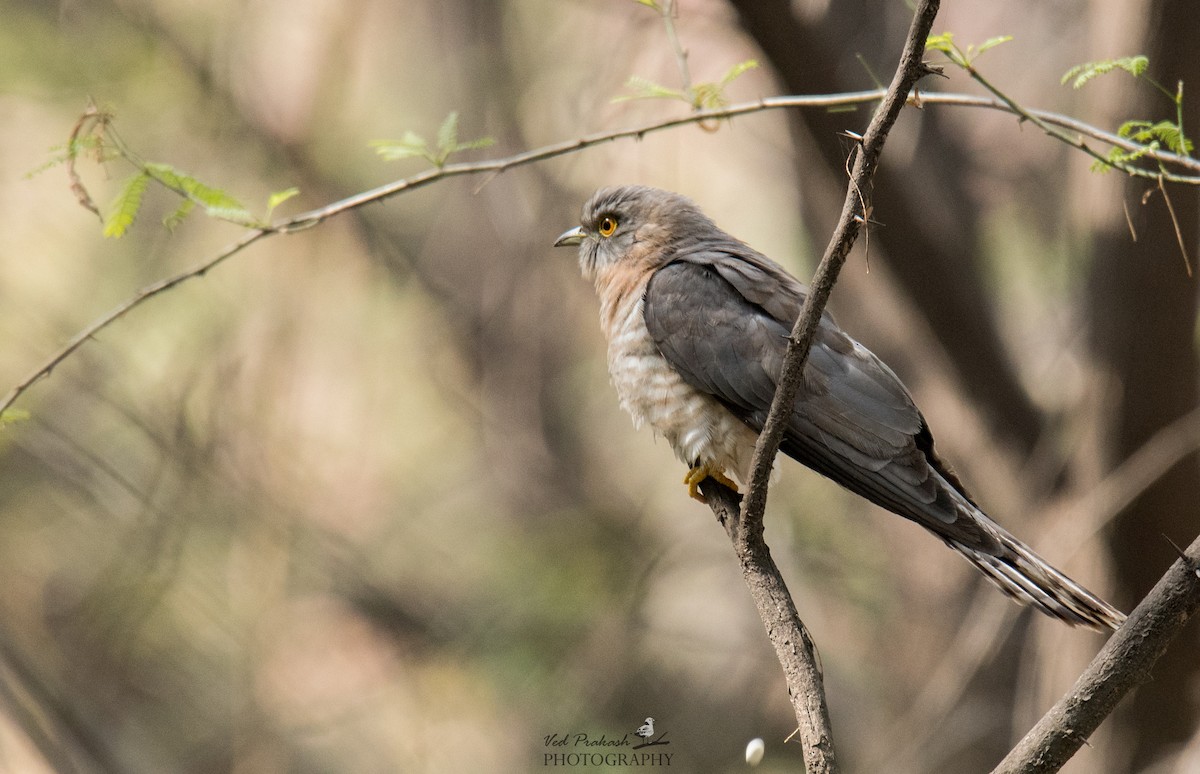 Common Hawk-Cuckoo - Ved Prakash
