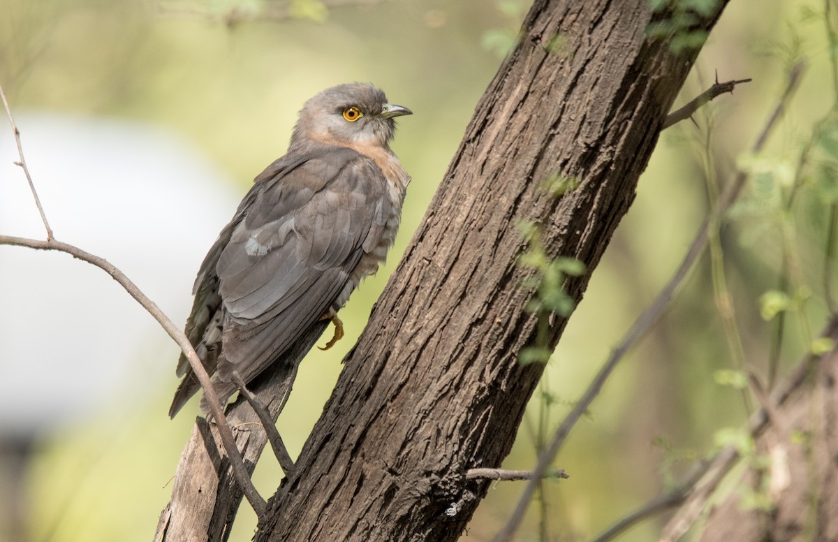 Common Hawk-Cuckoo - Ved Prakash