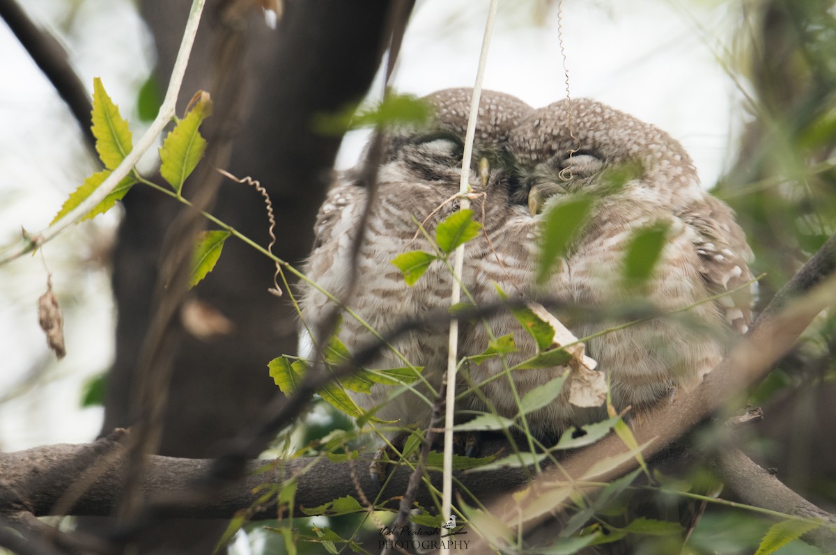Spotted Owlet - ML139925771
