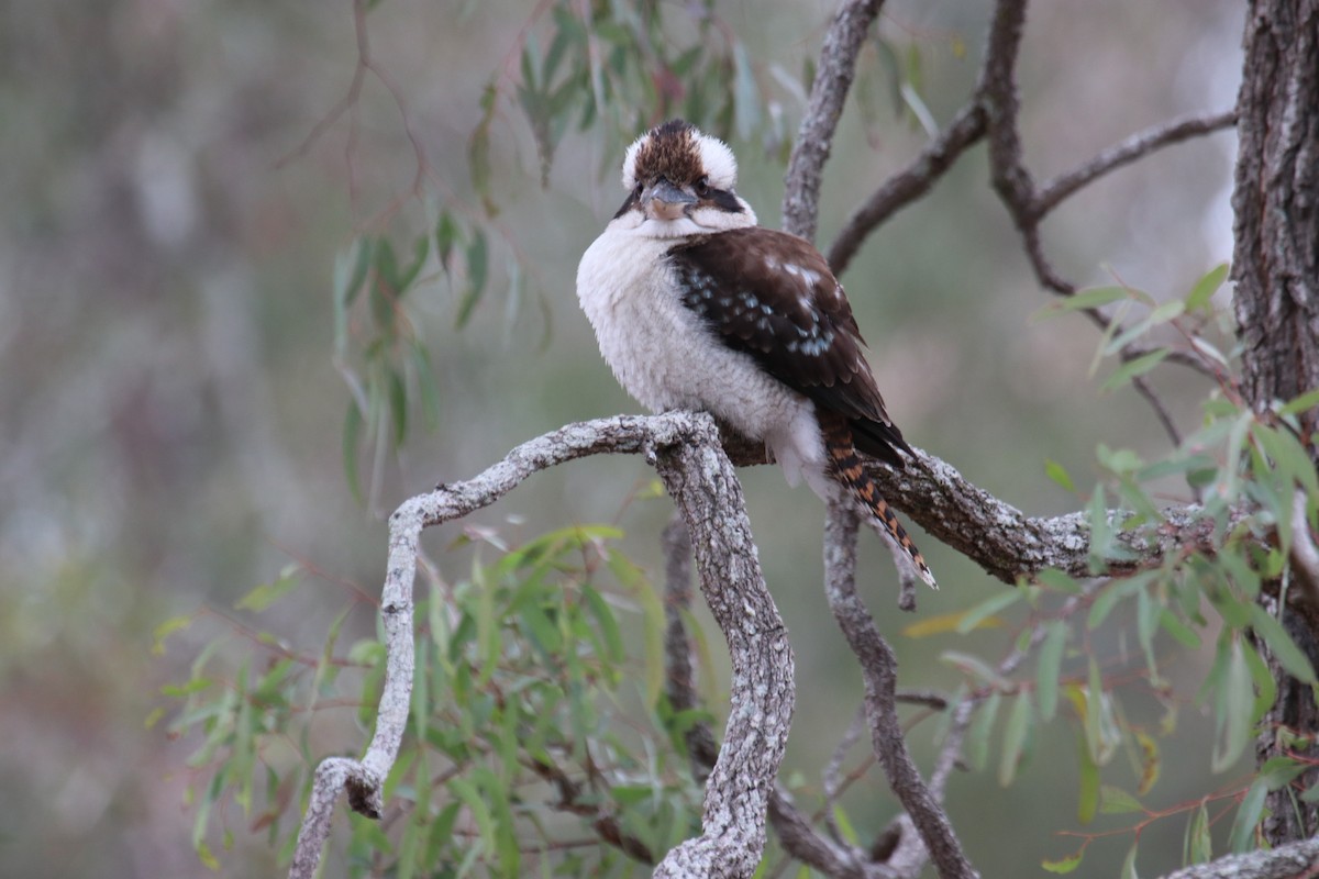 ledňák obrovský - ML139925831