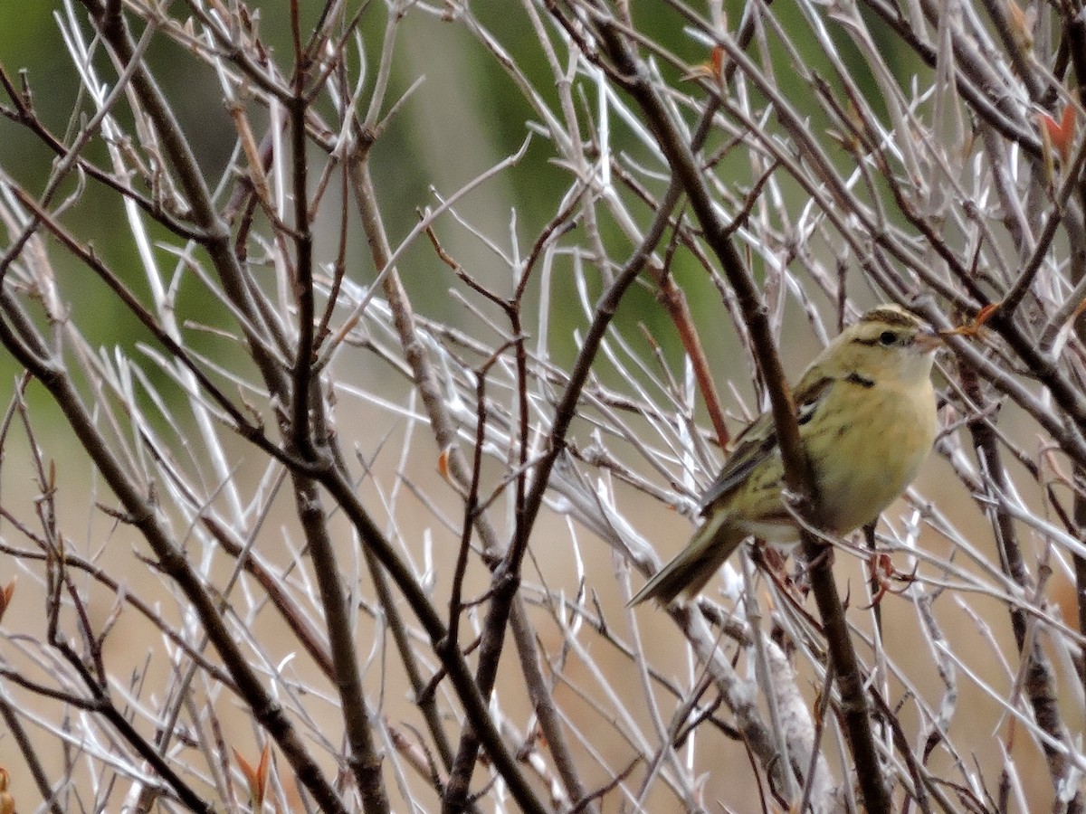 bobolink - ML139928351