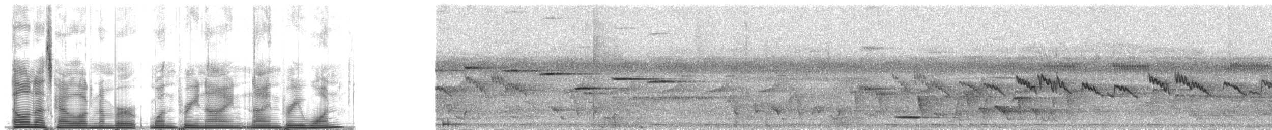 Окулярник савайський - ML139931