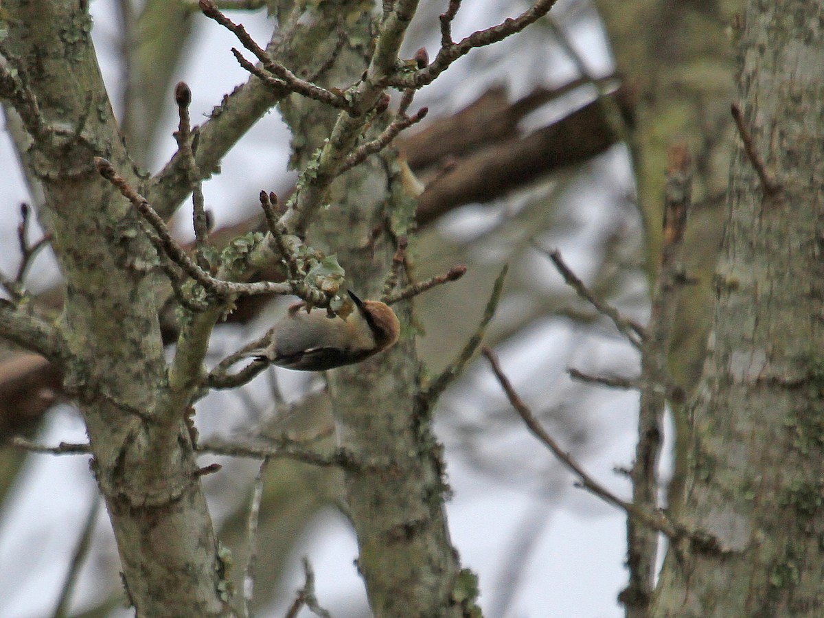 Brown-headed Nuthatch - ML139932541