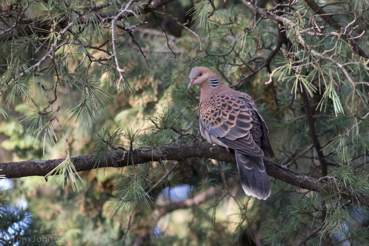 Oriental Turtle-Dove - ML139932571