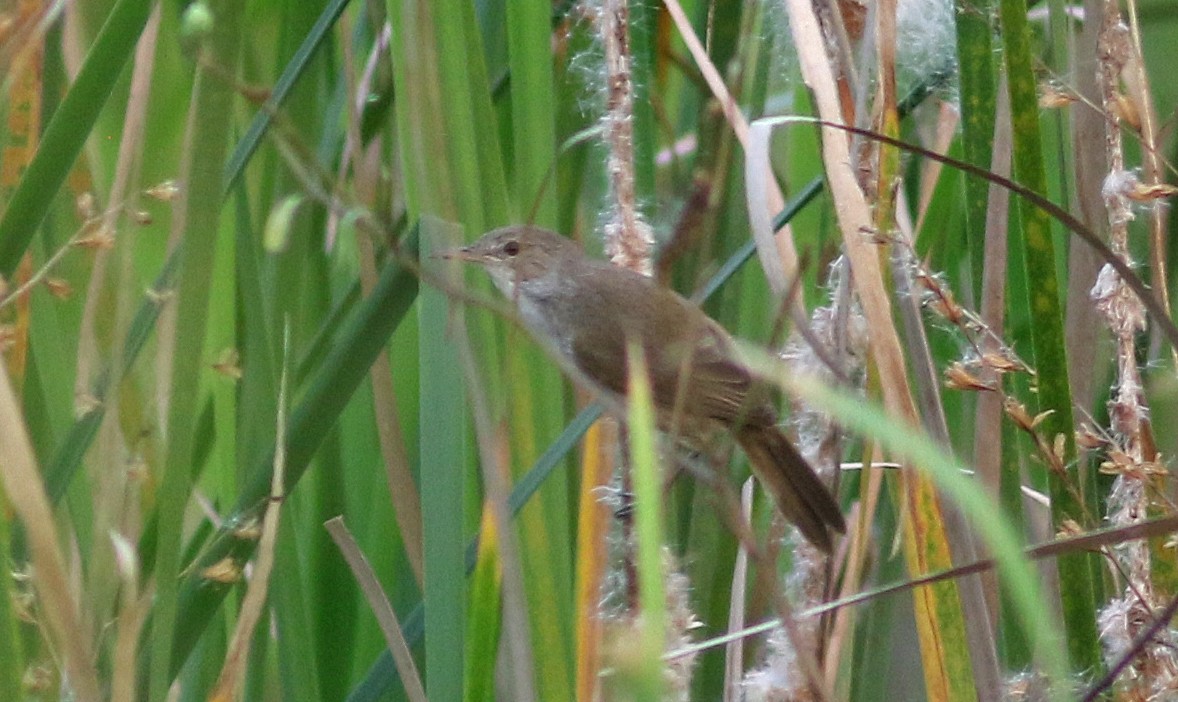 Greater Swamp Warbler - ML139932581