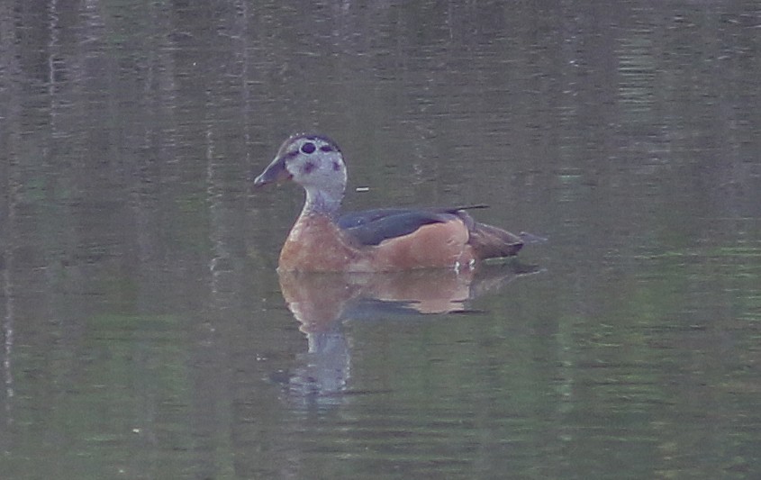 African Pygmy-Goose - ML139932981