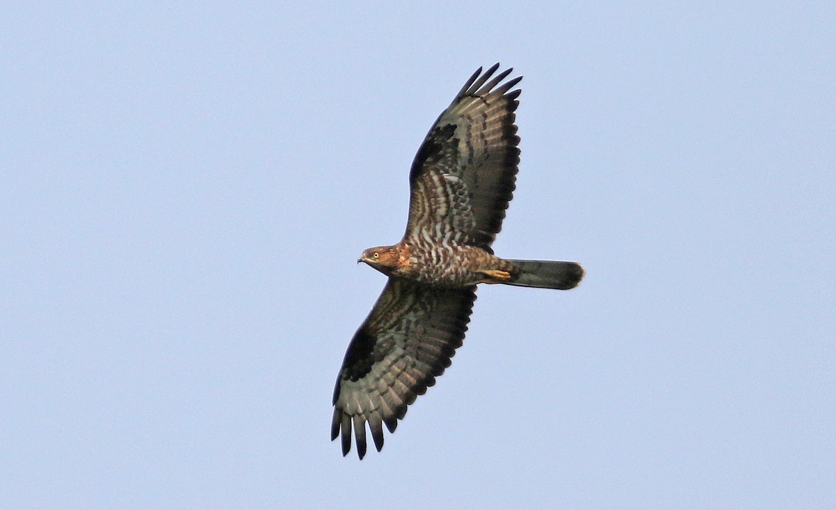 European Honey-buzzard - ML139933191