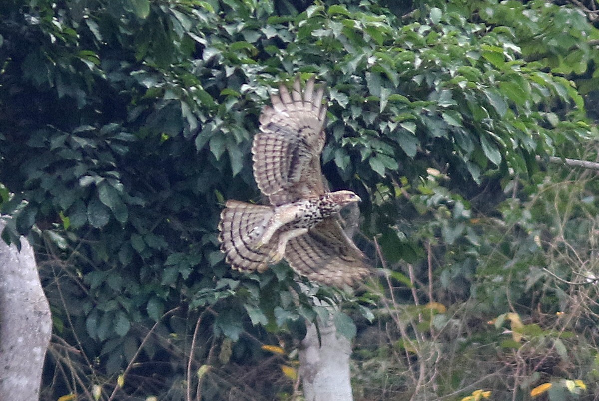 Cassin's Hawk-Eagle - ML139933291