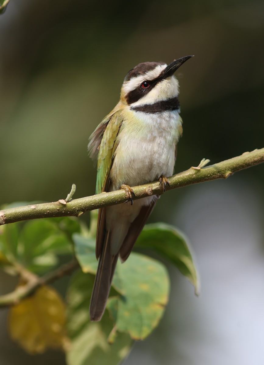 White-throated Bee-eater - ML139933601