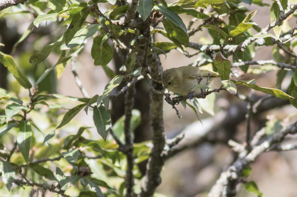 Yellow-browed Tit - Tom Johnson