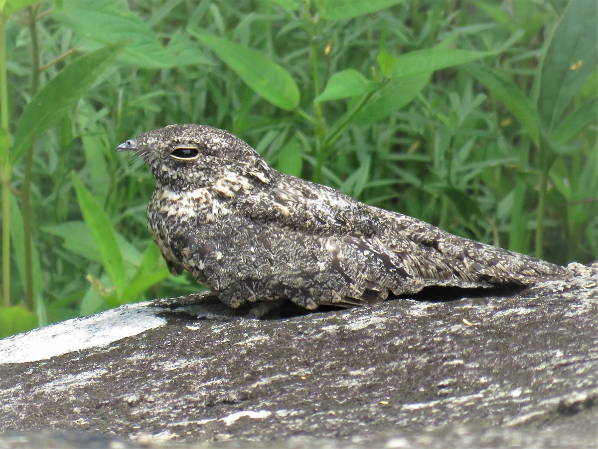 Pygmy Nightjar - ML139933981