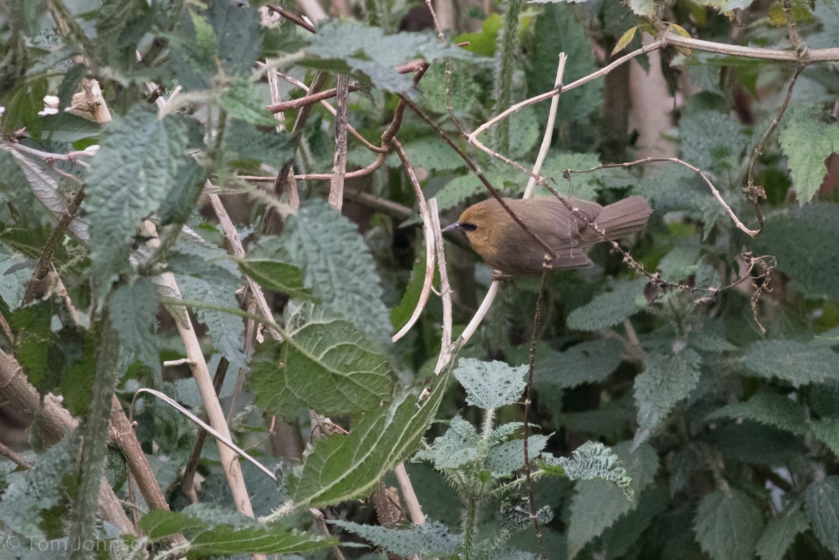 Black-chinned Babbler - ML139934551