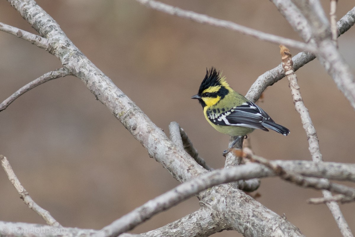 Mésange à joues jaunes - ML139934721