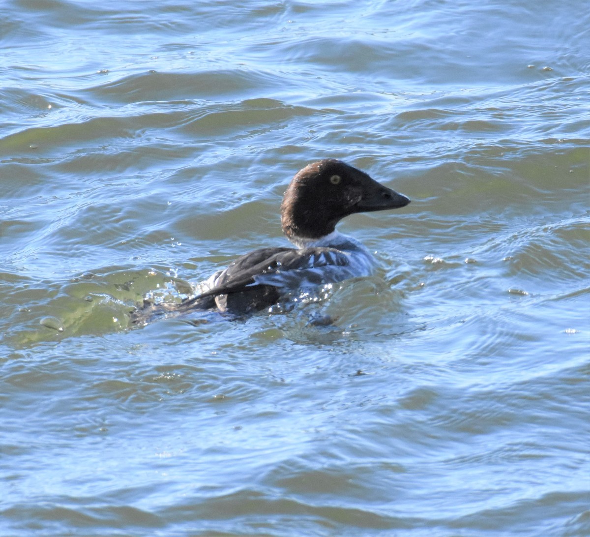 Common Goldeneye - Paul Shanahan