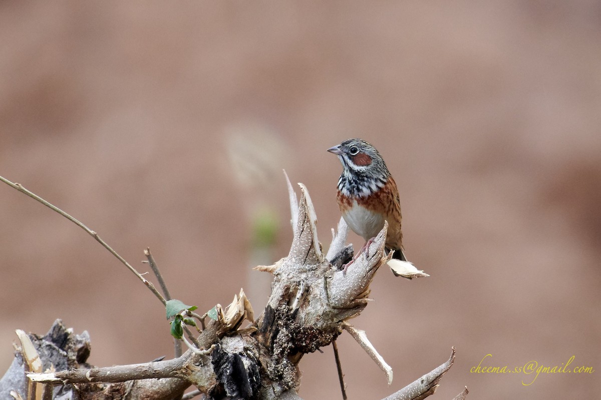 Chestnut-eared Bunting - ML139934851