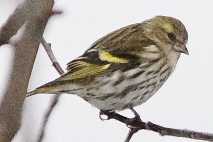 Eurasian Siskin - Heiko Heerklotz