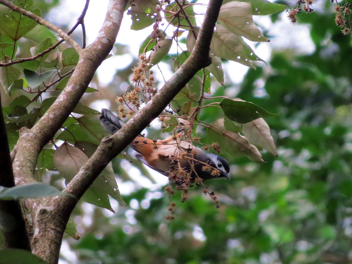 White-eared Sibia - ML139936611