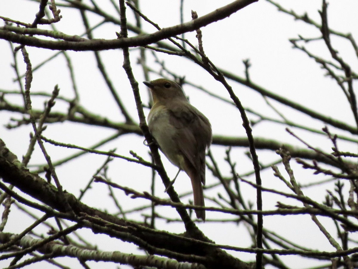 Taiwanblauschnäpper - ML139936701