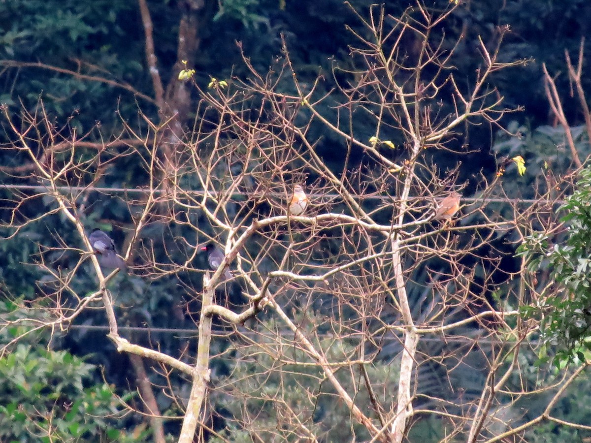 Eyebrowed Thrush - ML139936851