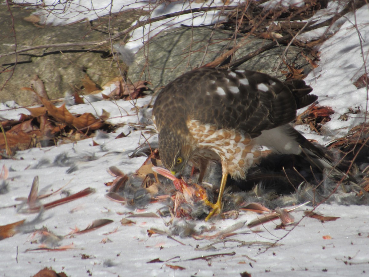 Sharp-shinned Hawk - ML139937561