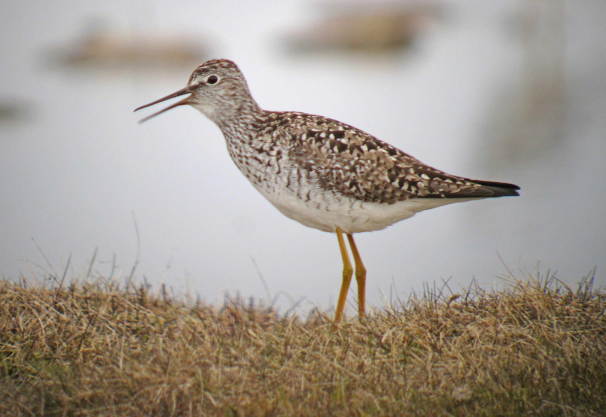 Lesser Yellowlegs - ML139937671