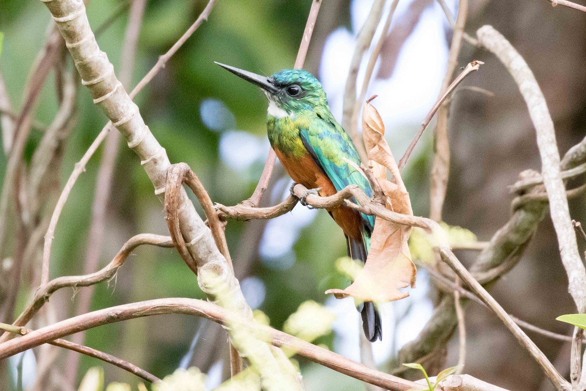 Green-tailed Jacamar - ML139938741