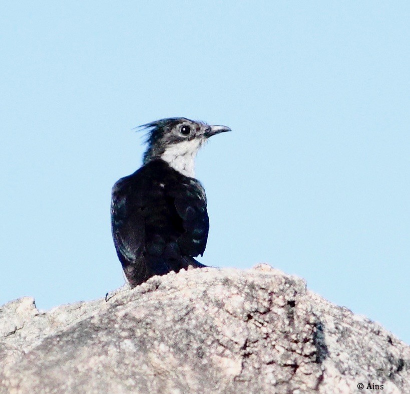 Pied Cuckoo - Ains Priestman