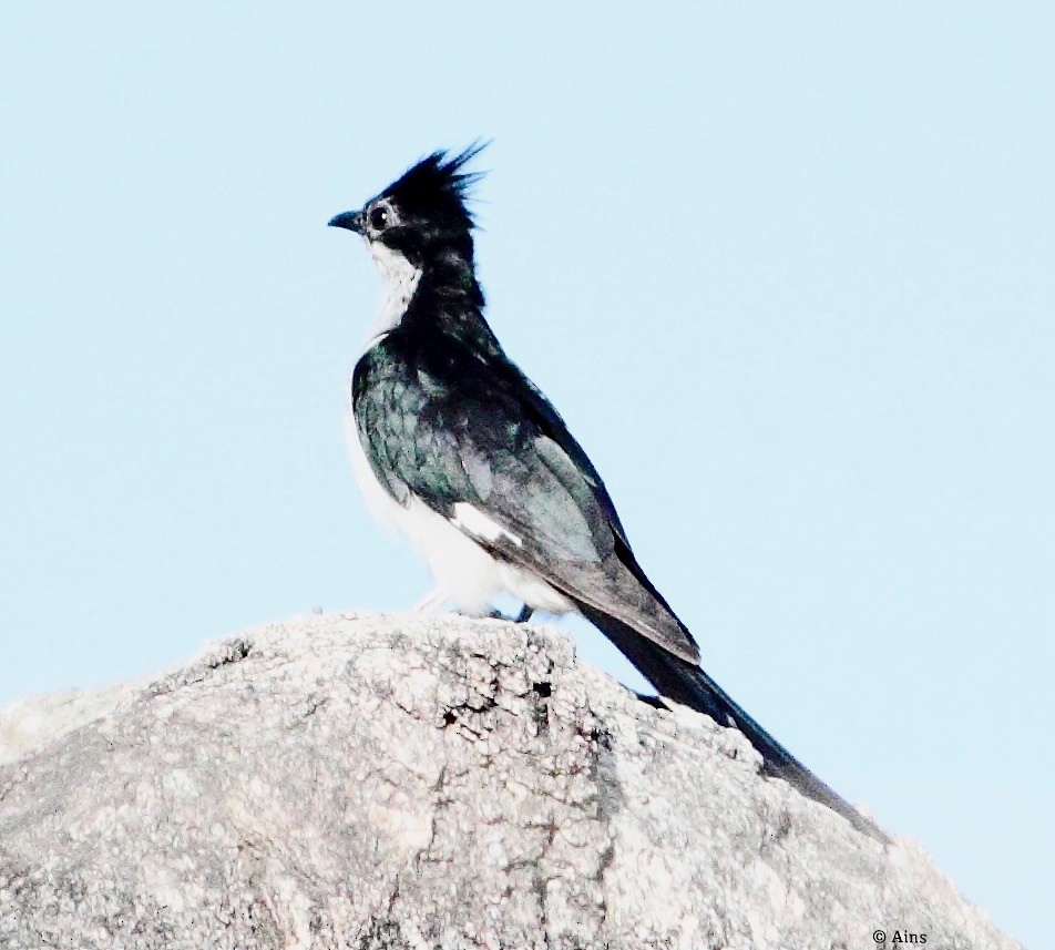 Pied Cuckoo - Ains Priestman