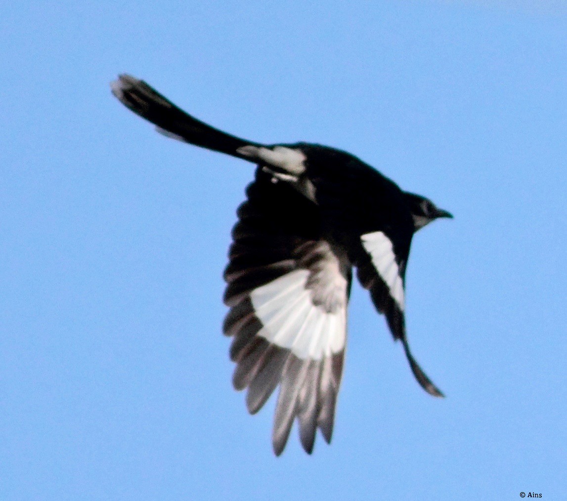 Pied Cuckoo - Ains Priestman