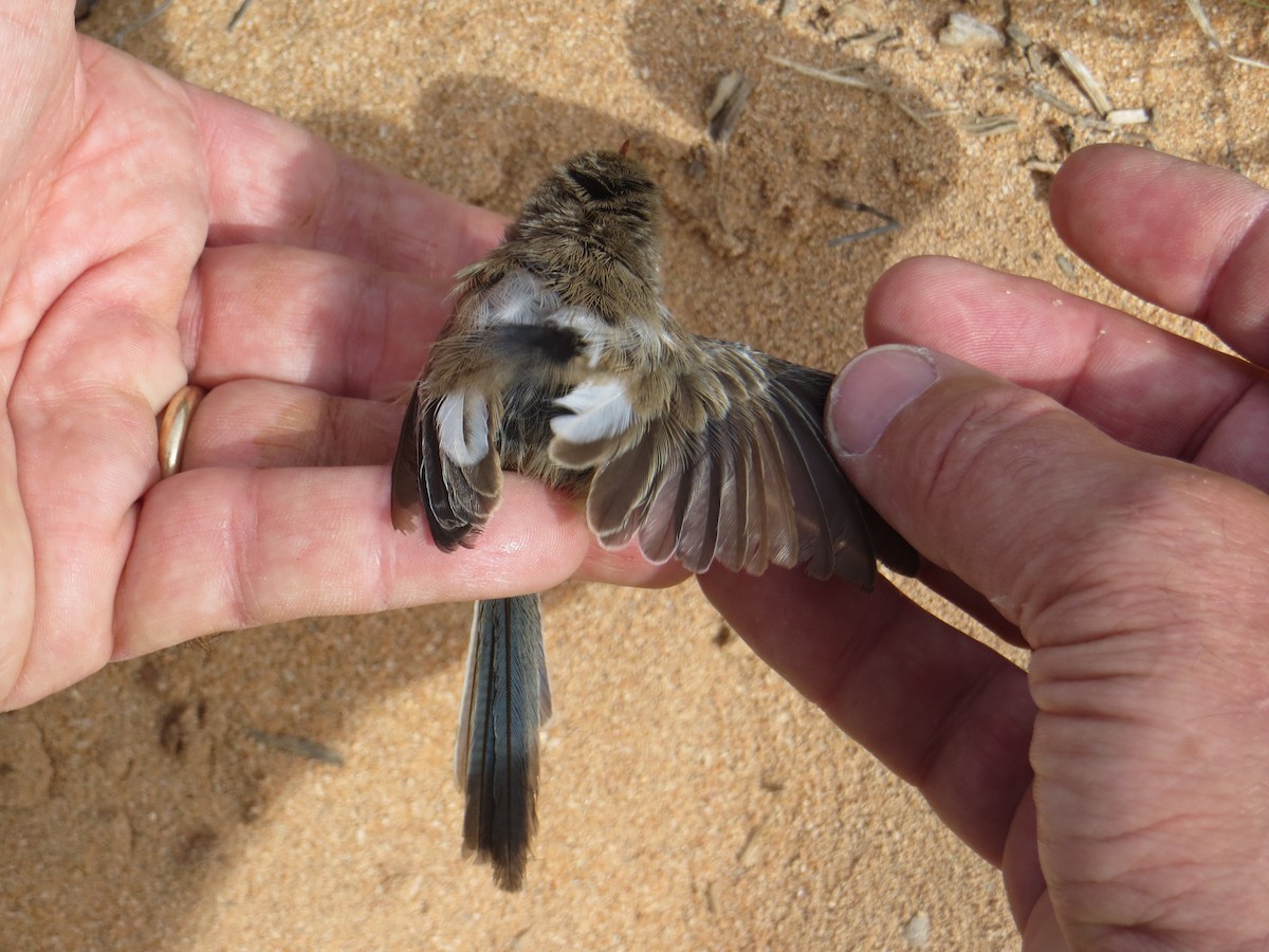 White-winged Fairywren (Black-and-white) - ML139939271