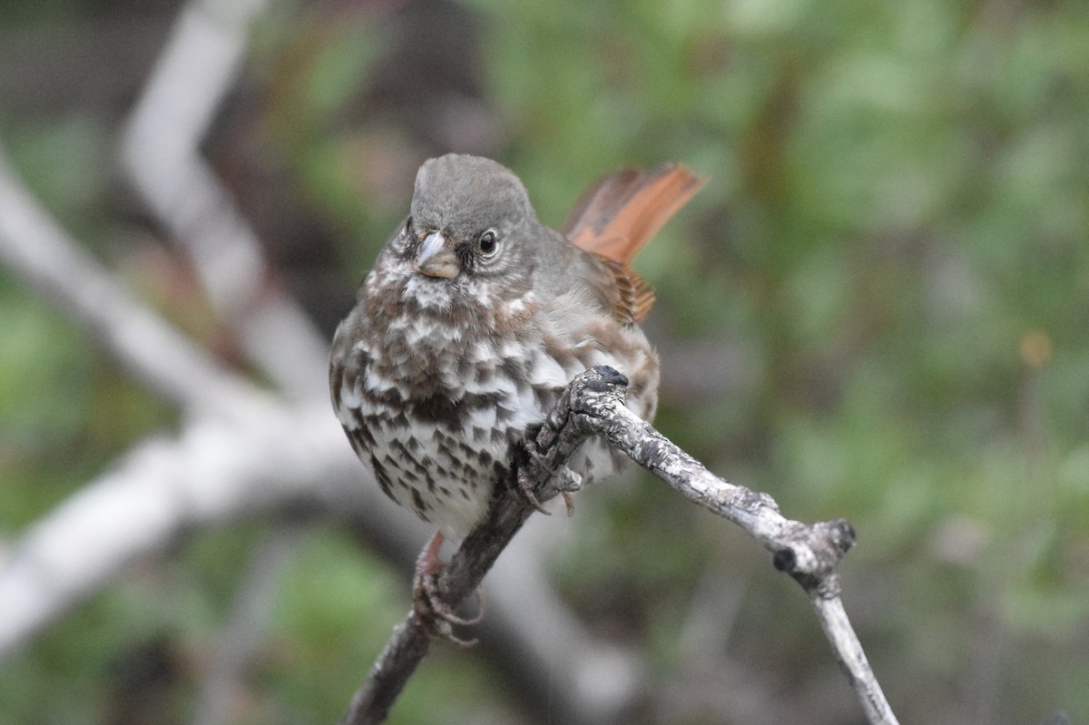 Fox Sparrow (Slate-colored) - ML139939651