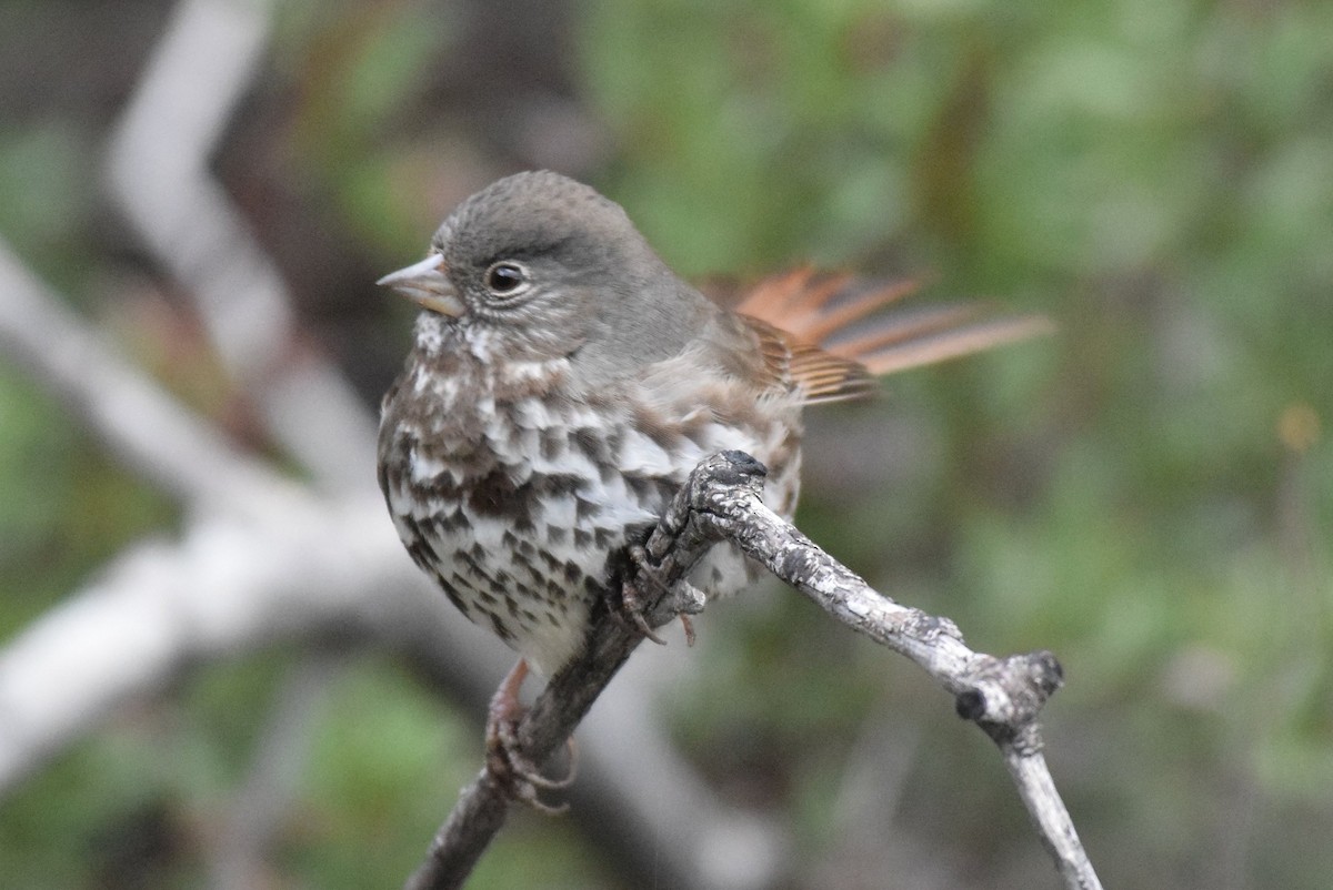 Fox Sparrow (Slate-colored) - ML139939661