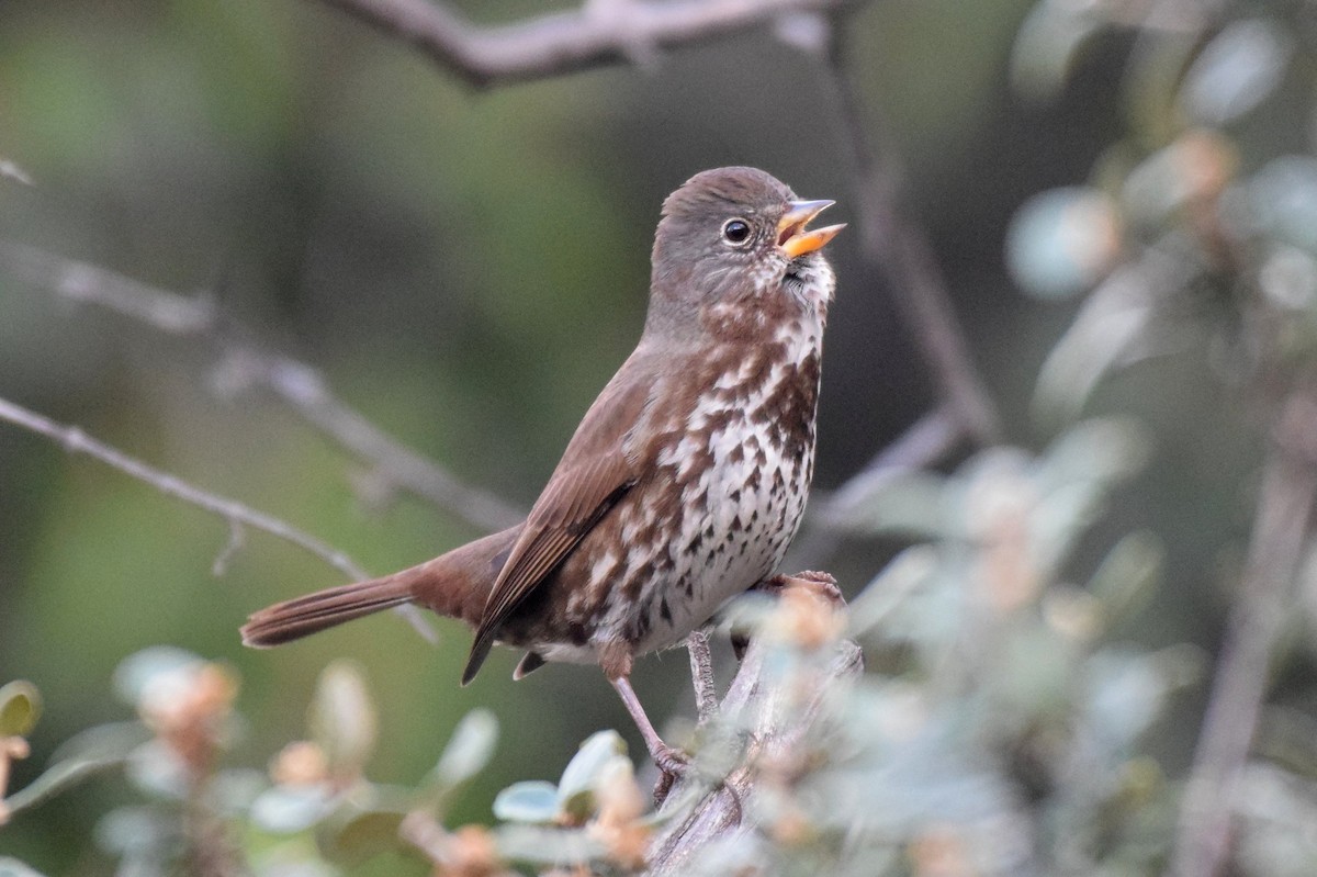 Fox Sparrow (Sooty) - ML139939731