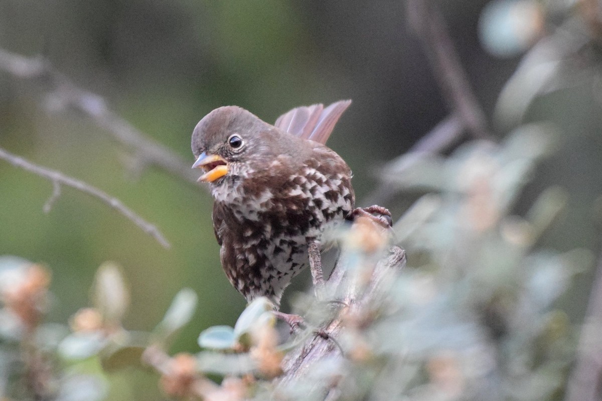 Fox Sparrow (Sooty) - ML139939741
