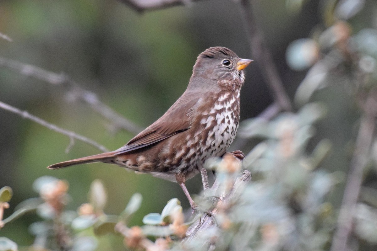 Fox Sparrow (Sooty) - ML139939751