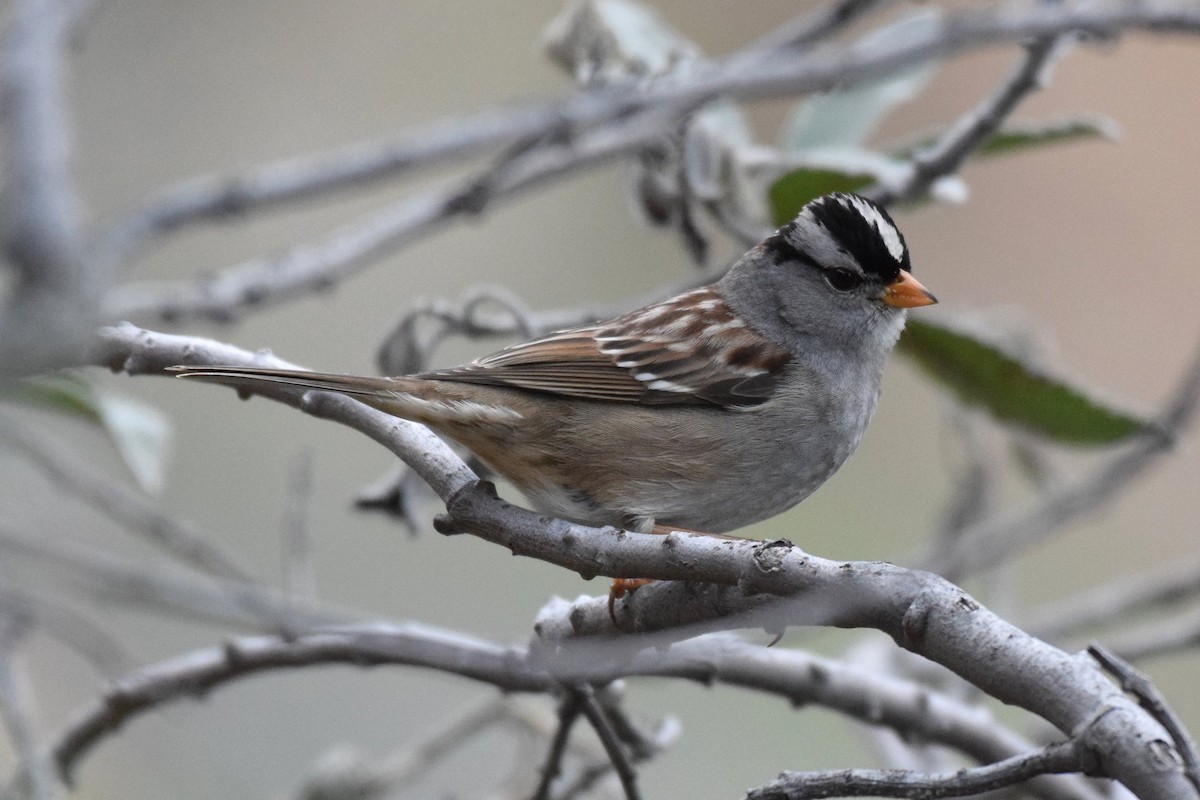 White-crowned Sparrow (Gambel's) - ML139939791