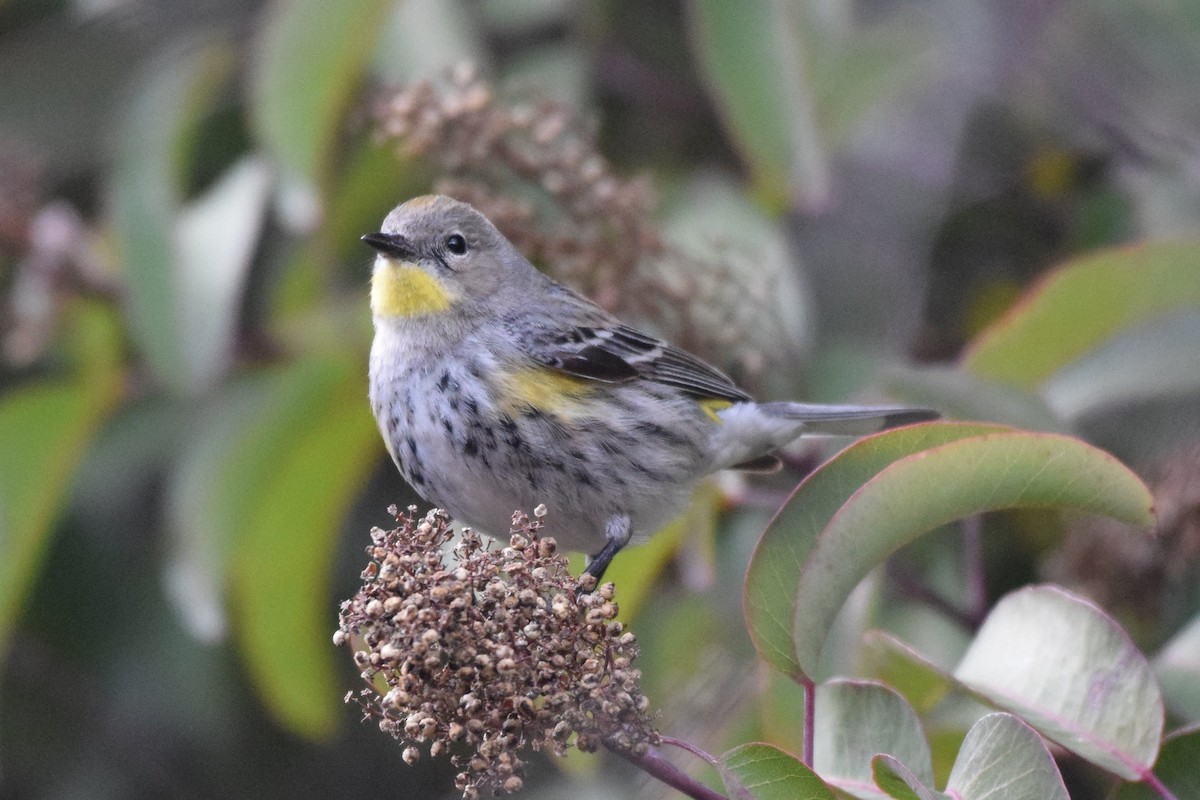 Yellow-rumped Warbler (Audubon's) - ML139940021