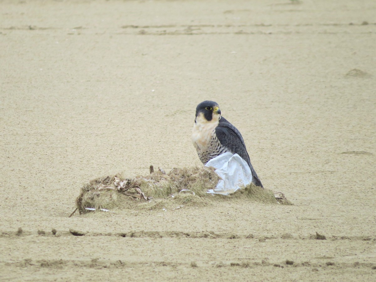 Peregrine Falcon - ML139940341